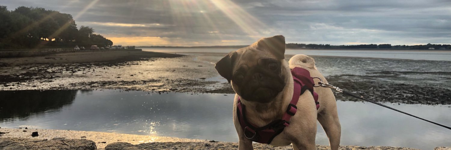StephPT's profile banner image