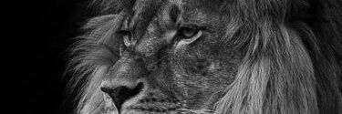 sgt_43's profile banner image