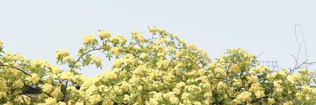 viekaach's profile banner image
