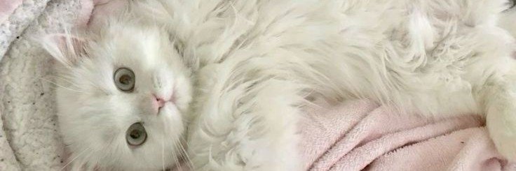 sheylaO_Opsie's profile banner image