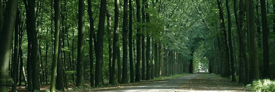 RoyalBaarn's profile banner image