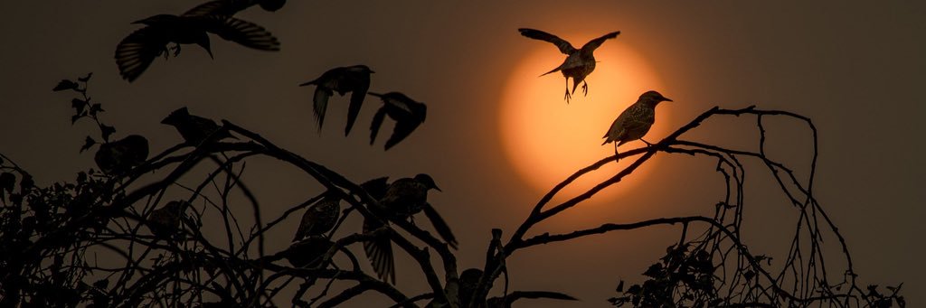 oostvorenaar's profile banner image