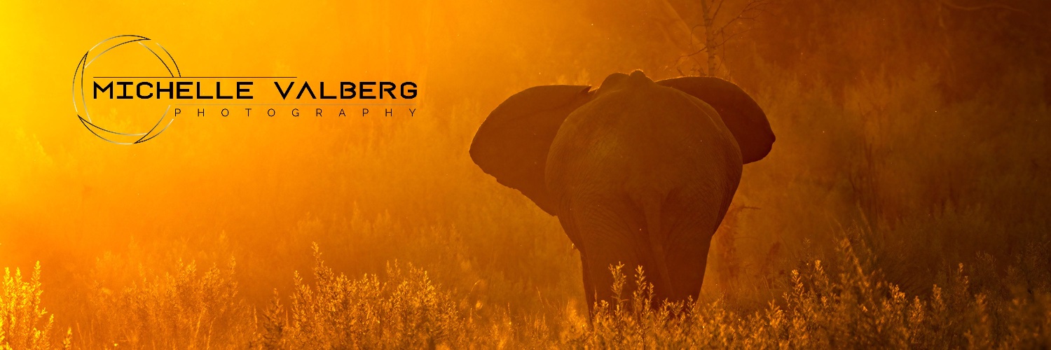 Michelle Valberg C.M. banner