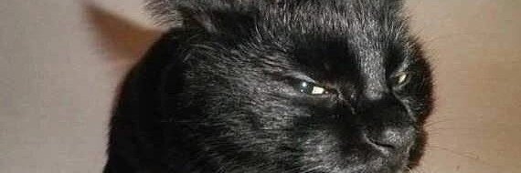 notguss's profile banner image