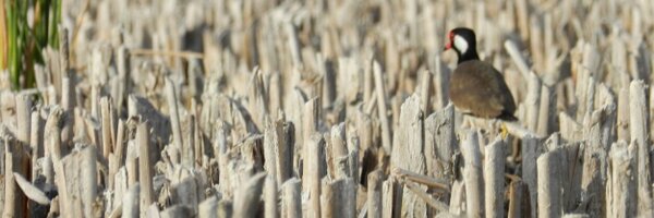 owolton Profile Banner