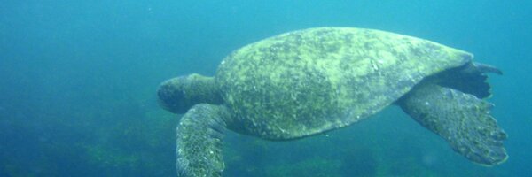 antarcticist Profile Banner