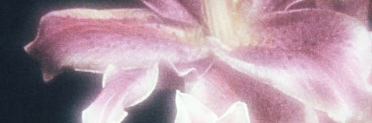 misvee_'s profile banner image