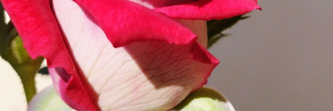 Tica_Fernandes's profile banner image