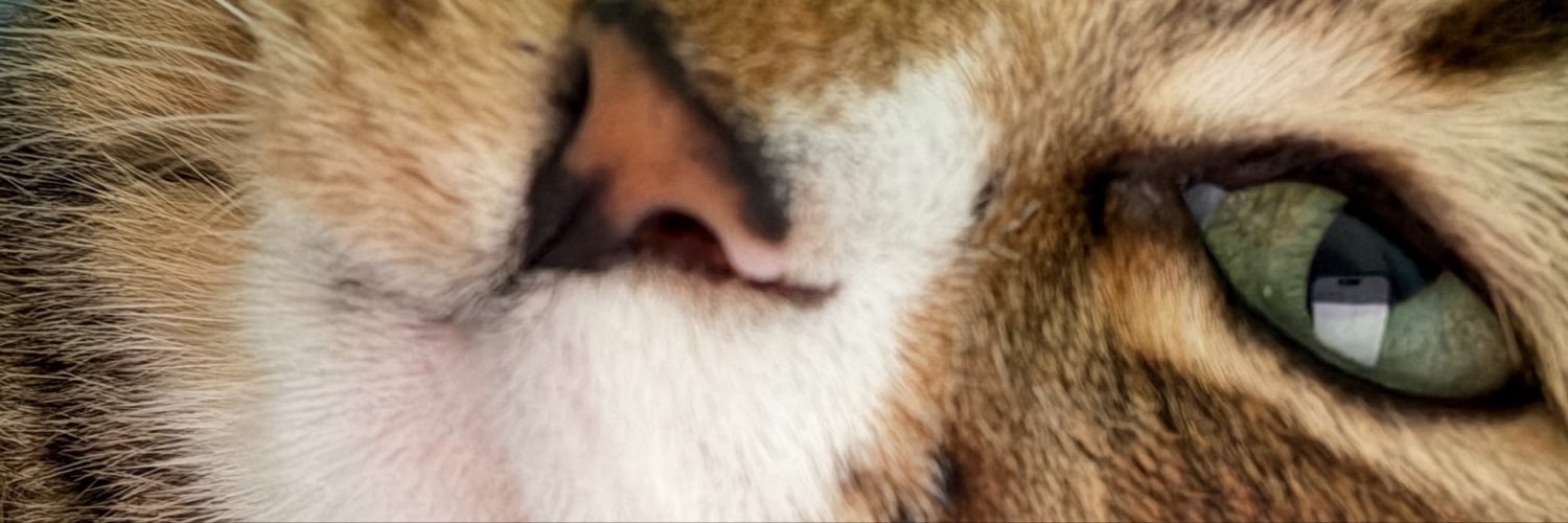 Fionaui3s's profile banner image