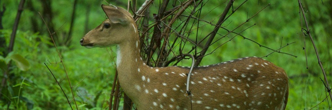 deer__zone's profile banner image