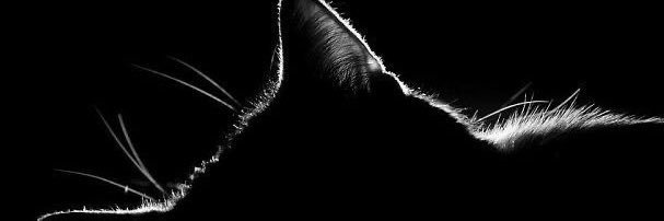 j1fsa's profile banner image