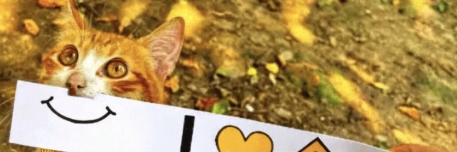BscCatCoinCZ's profile banner image
