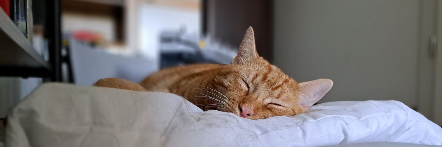 🦇 gata 🦇 banner