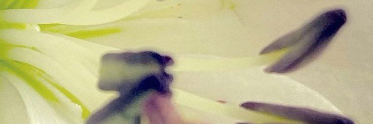 thousshalt's profile banner image