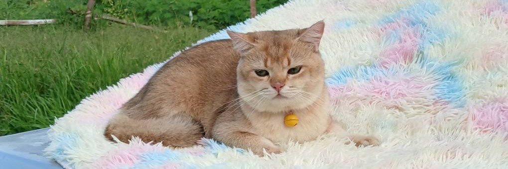 joyarcat's profile banner image