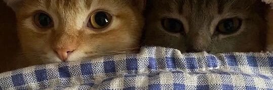 Self7ii's profile banner image