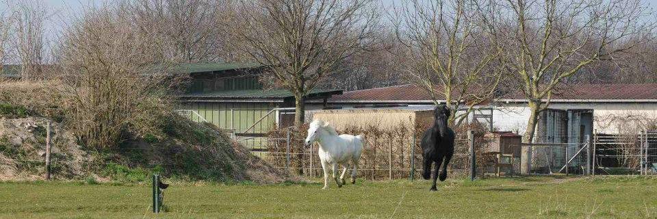Pferd in Balance banner