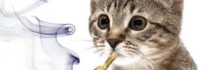 JhonCheese671's profile banner image