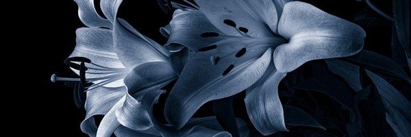 cruentilium's profile banner image