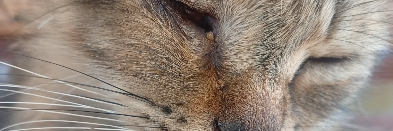hoki2nnz's profile banner image