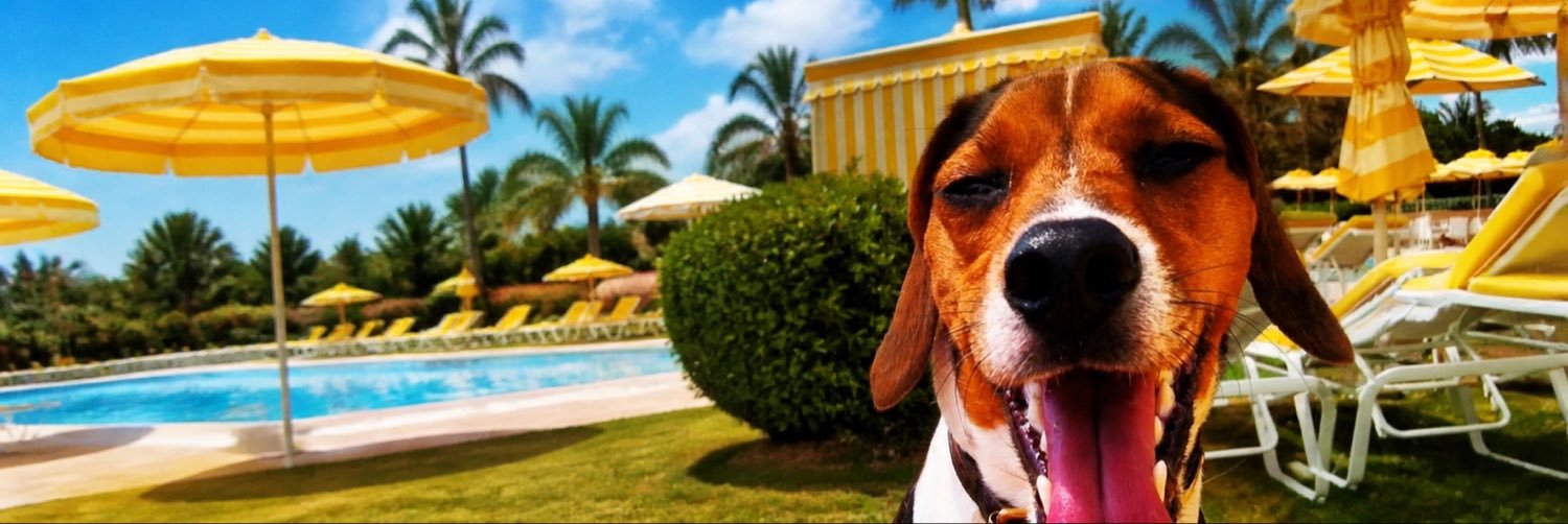 CharlieDogtp's profile banner image