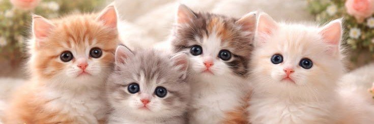 Cats1obm's profile banner image
