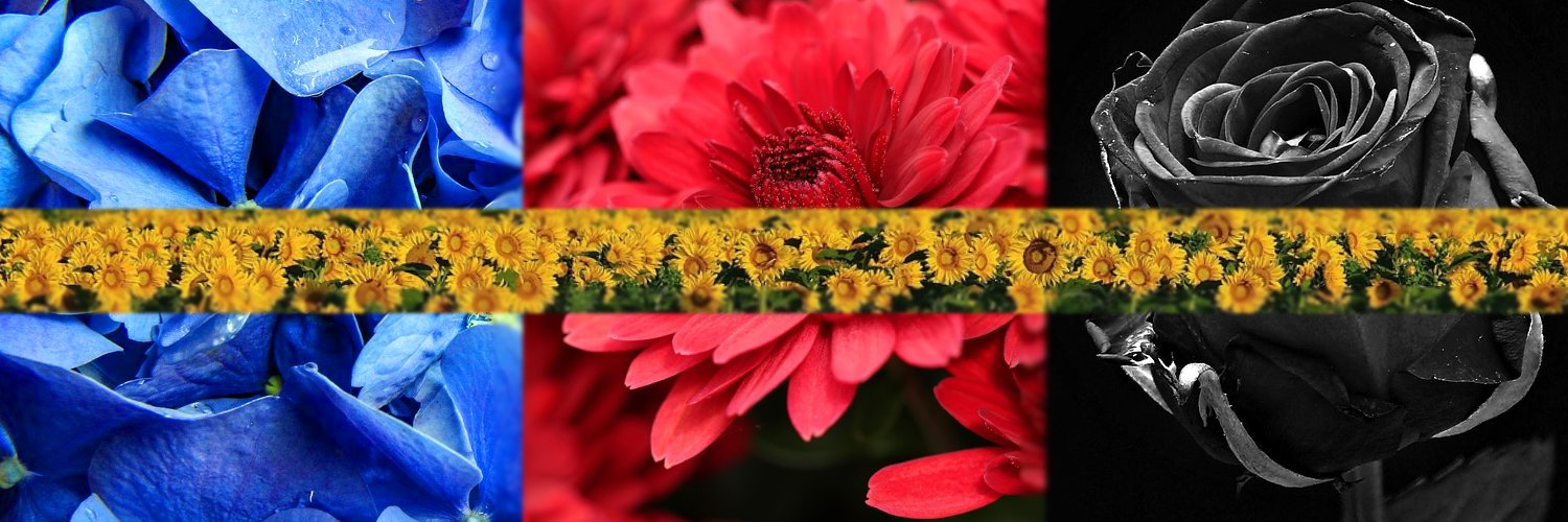 DailyPolyship's profile banner image