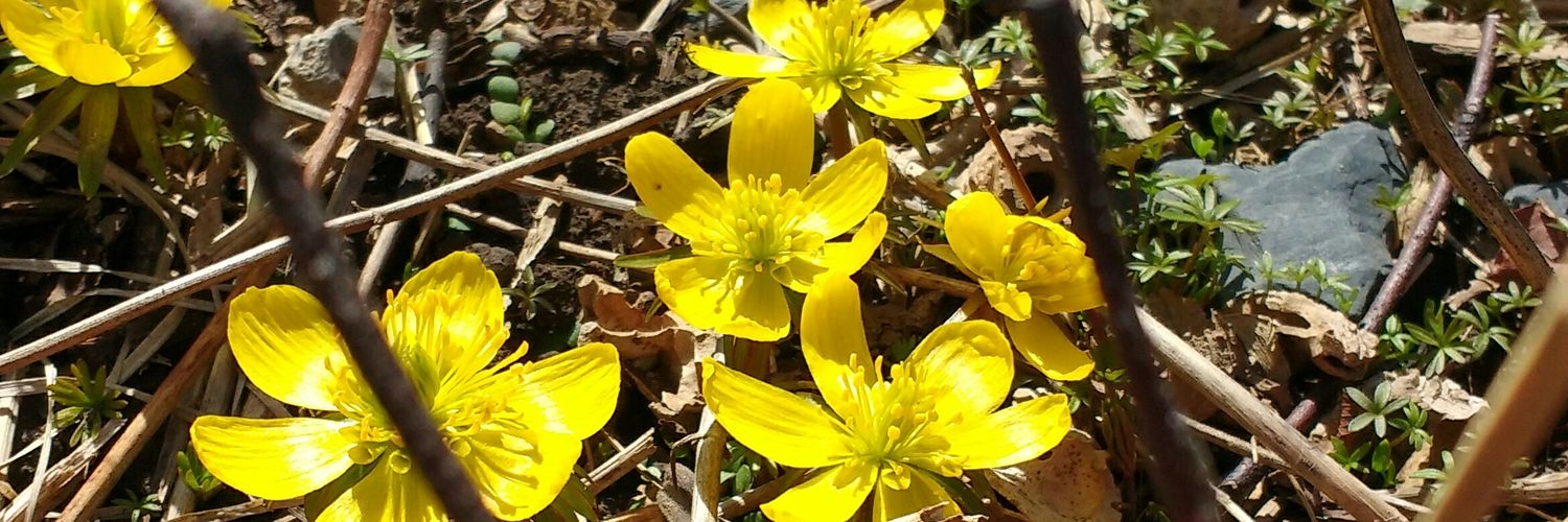 Charles Hoehnen banner