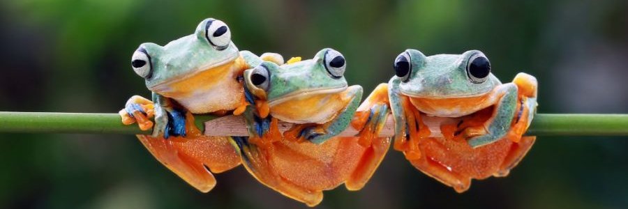 DiscussingFrog's profile banner image