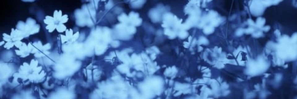 adiraellis's profile banner image