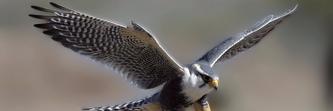 Falconexecs's profile banner image