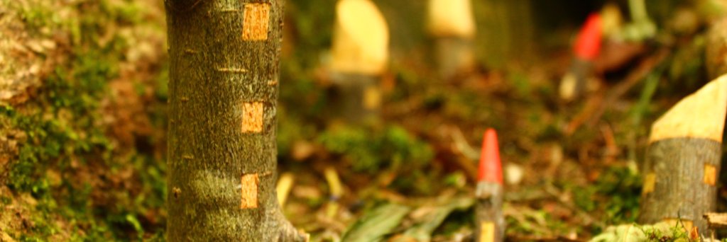 Mel McCree banner