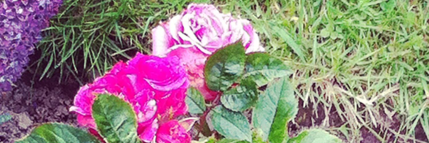traceybeau's profile banner image
