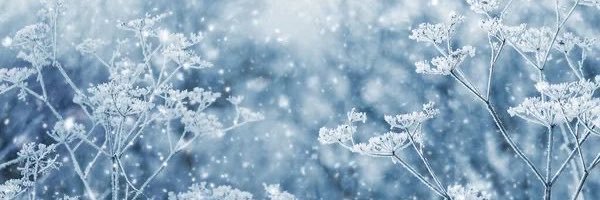 FrejaSkovDaily's profile banner image