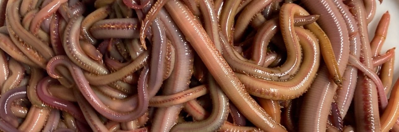 Wormposting's profile banner image