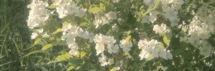 fullbloomprof's profile banner image