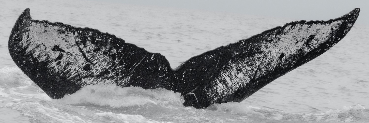 Vojabes's profile banner image
