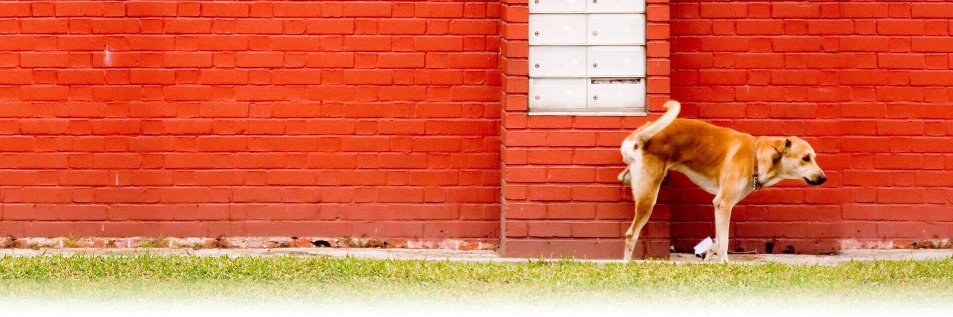 gregcarley's profile banner image