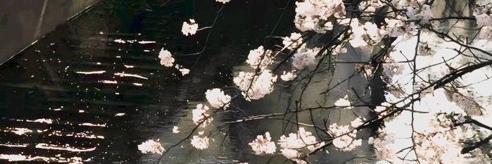 ssttereoo's profile banner image