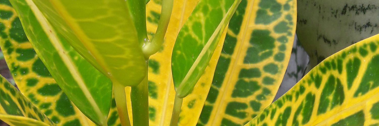 Diego banner