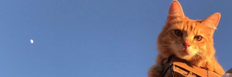 lncowart's profile banner image