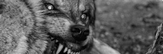 fernvndooo's profile banner image