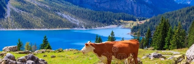 SwissMMA's profile banner image