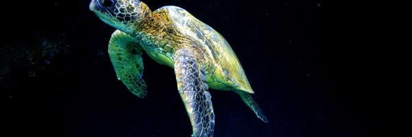 aaronlynton Profile Banner