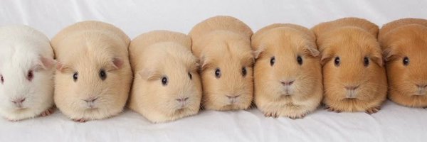 janejjay Profile Banner