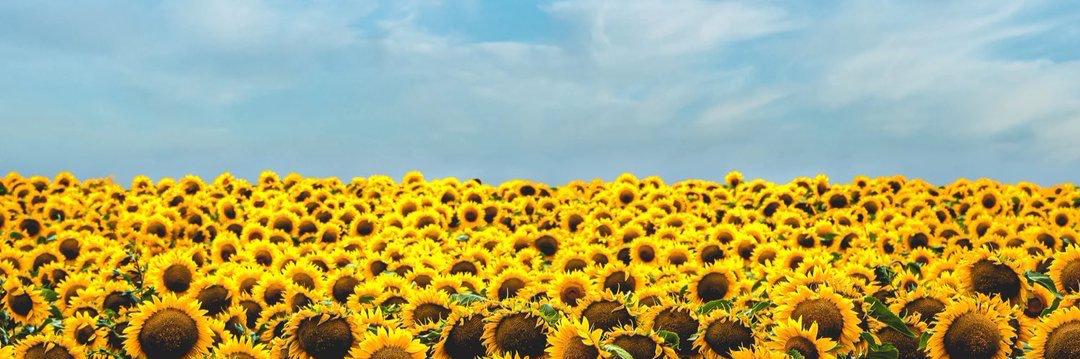 SouthernJewel's profile banner image