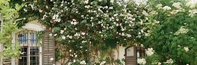 carrine31's profile banner image