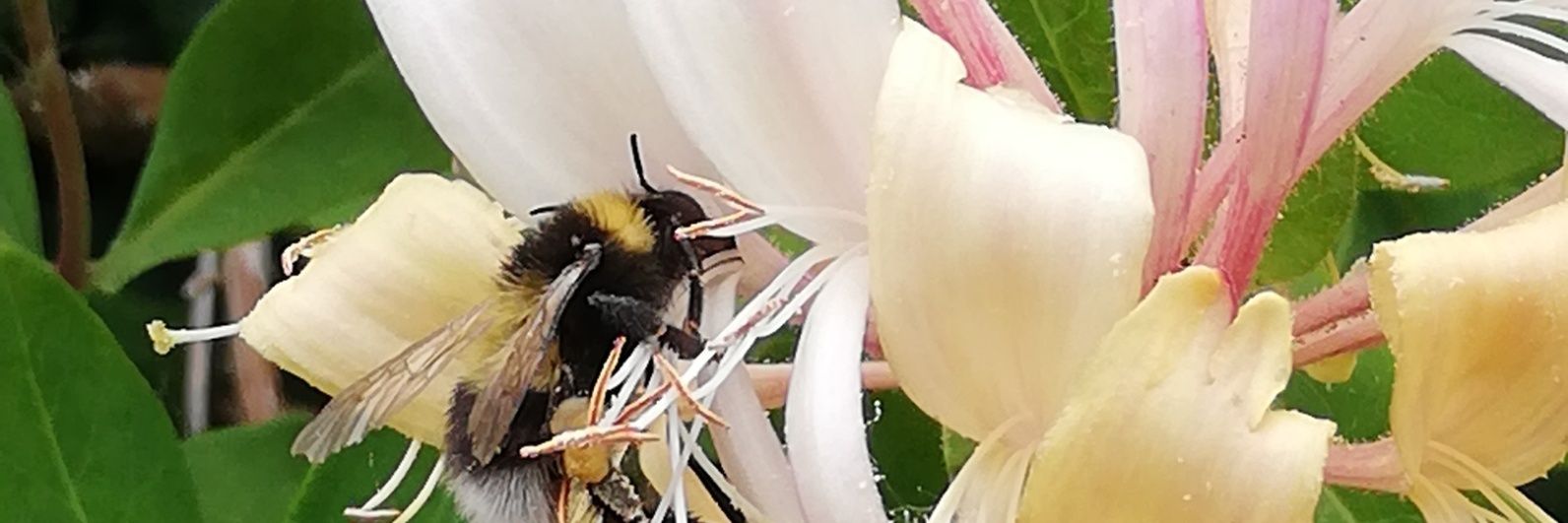 thelemonarsonist most places🌾🌾🌾🛸🌾🌾 banner