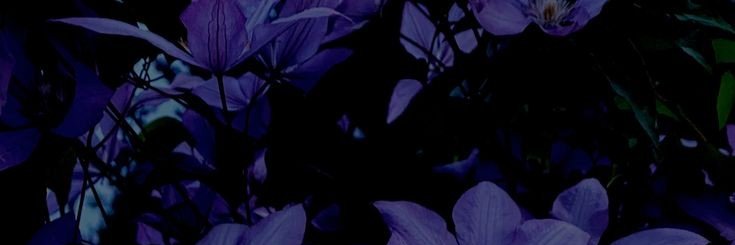 Azure_Nightsha's profile banner image