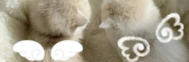 nikarinvf's profile banner image